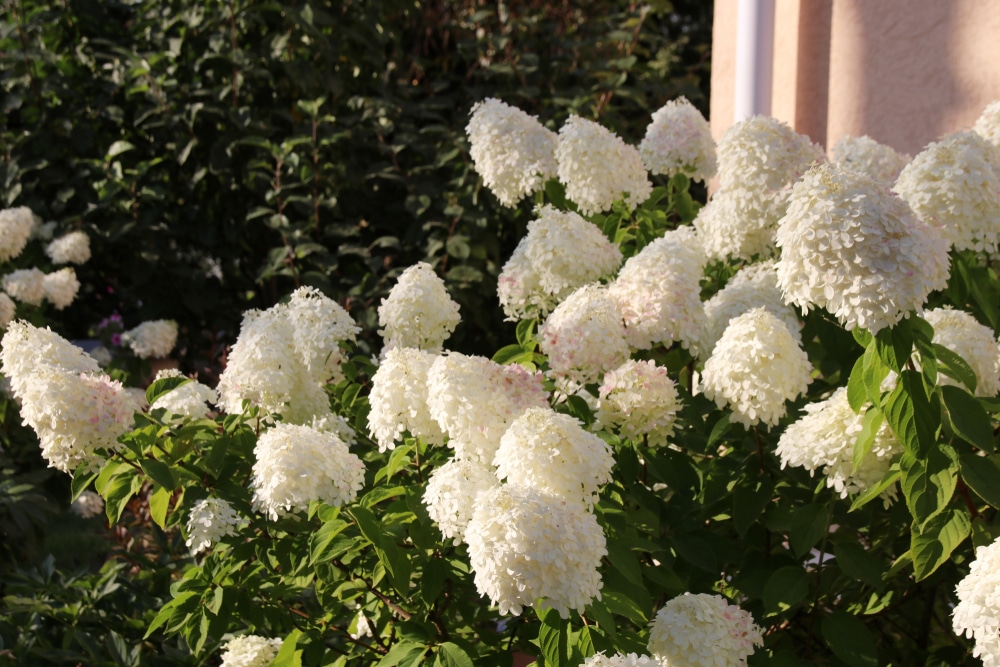 Beautiful blooms of white hydrangea