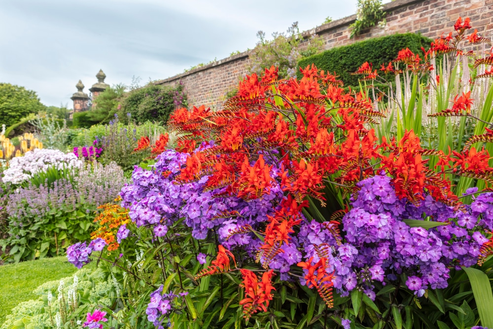 A herbaceous border with red crocosmia