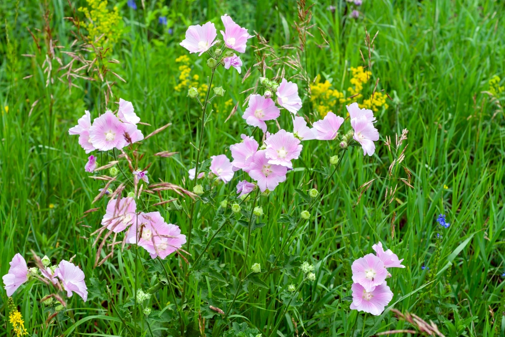 Lavatera growing wild in a meadow after self-propagating