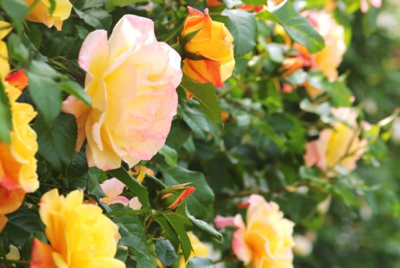 The UK's 7 Best Climbing Roses For Shade UpGardener™