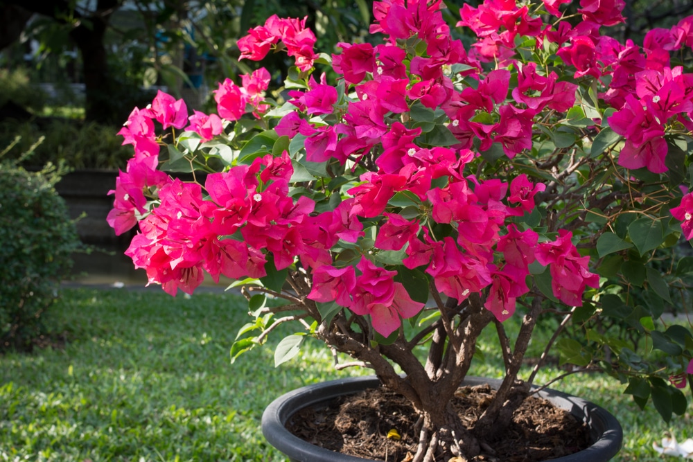 Bougainvillea Plant Care Growing Tips Horticulture Co Uk