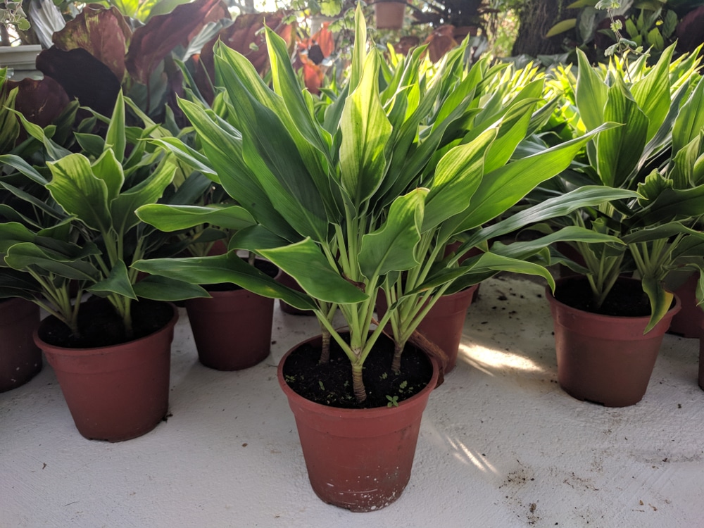 Green potted cordyline plant