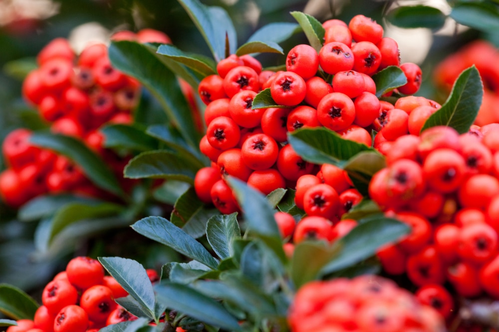 Bright red Pyracantha berries on year-old shoots