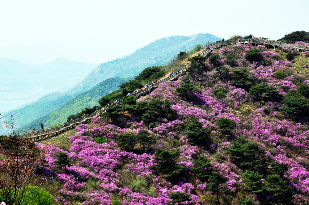‘Royal Azalea’ Rhododendrons in Acidic Soil