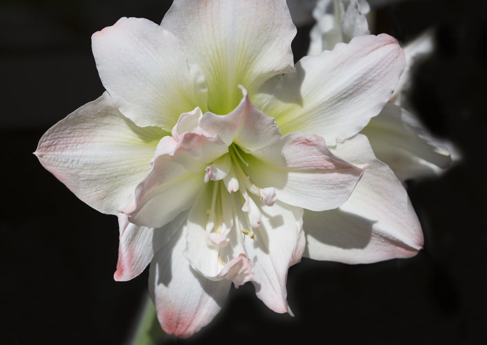 how to get amaryllis to bloom again uk