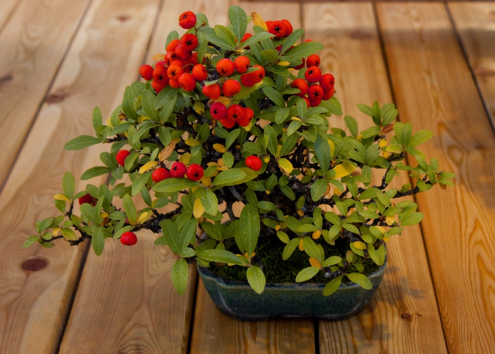 A potted pyracantha coccinea bonsai tree with red berries