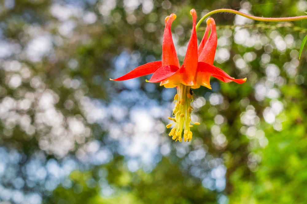 A Red columbine (Aquilegia formosa) wildflower with blurred background