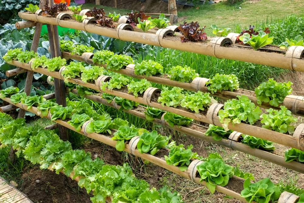 Bamboo Garden Ideas / 20 Cheap And Easy DIY Trellis & Vertical Garden Structures - A bamboo hedge in the back of a brooklyn garden.