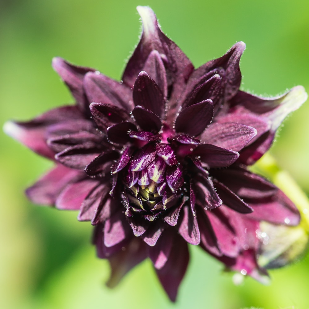 A close-up of an aquilegia black barlow flower