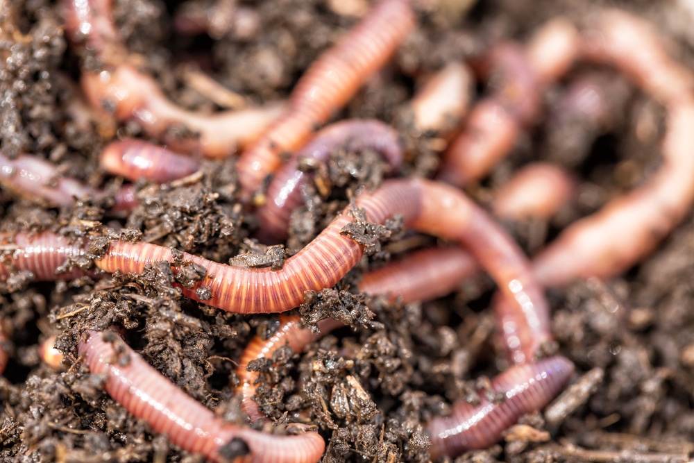 Earthworms in soil