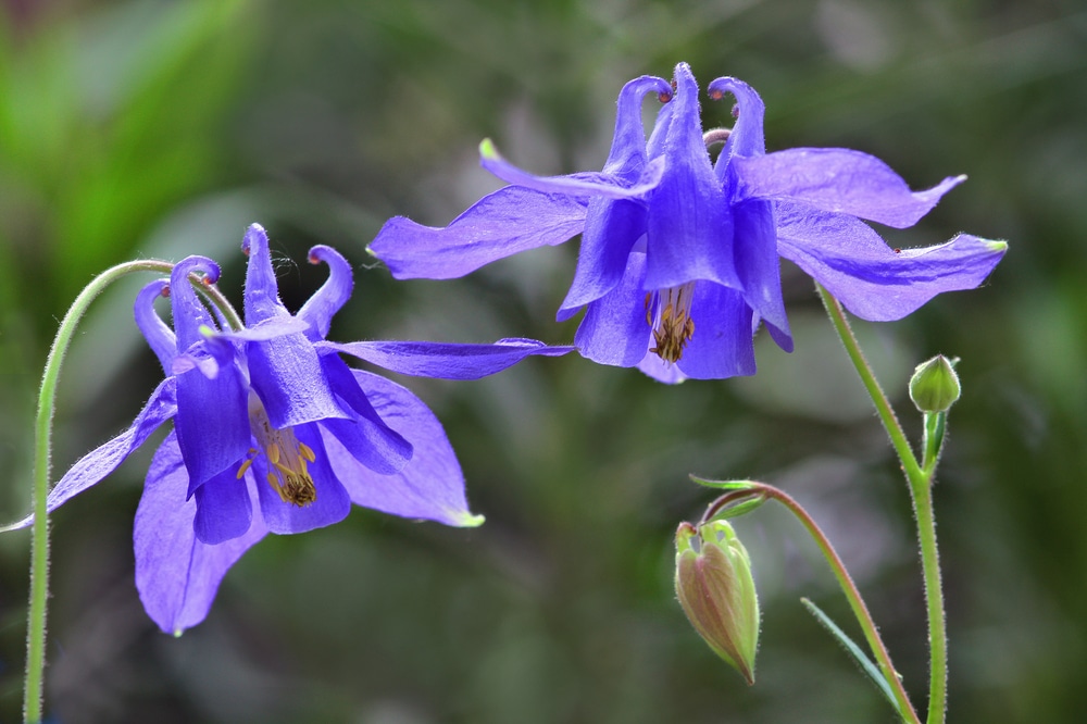 Aquilegia Care & Growing Tips In The UK UpGardener™