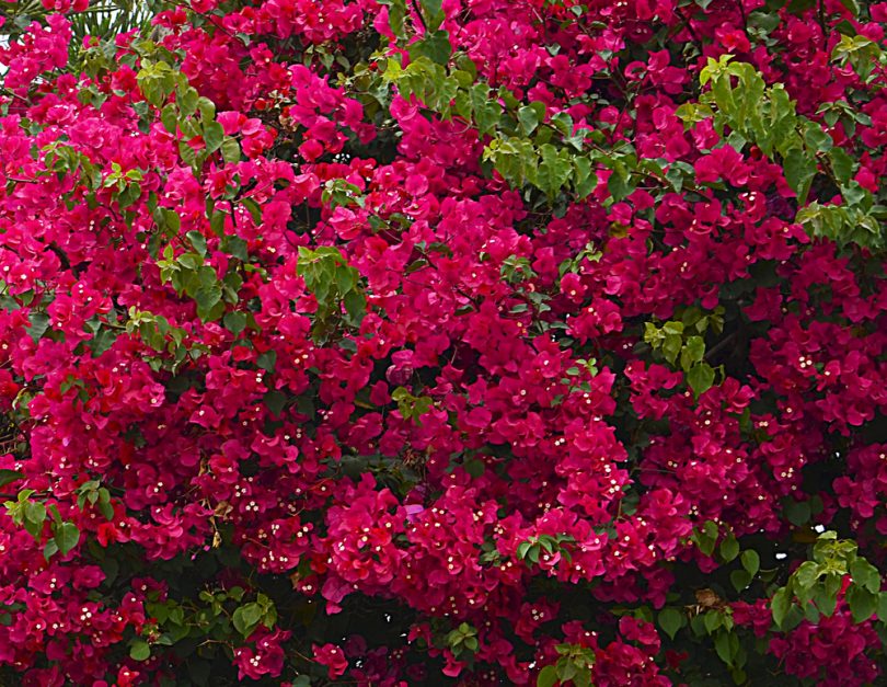 Цветы бугенвиллия фото