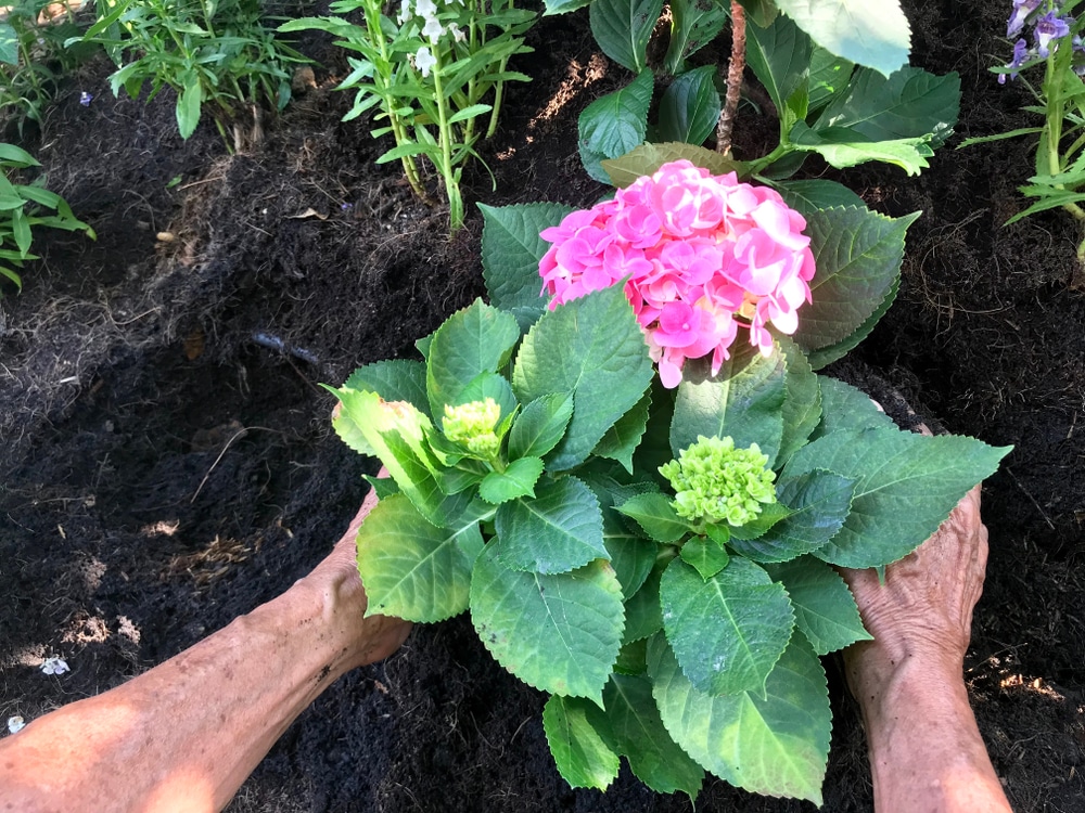 Ericaceous Compost Acidic Soil Growing Guide UpGardener ericaceous-compost-acidic-soil-growing-guide-upgardener