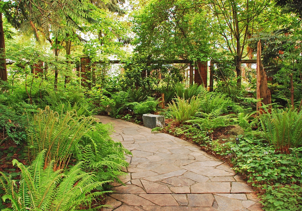 the-best-ferns-for-dry-shade-in-the-uk-upgardener