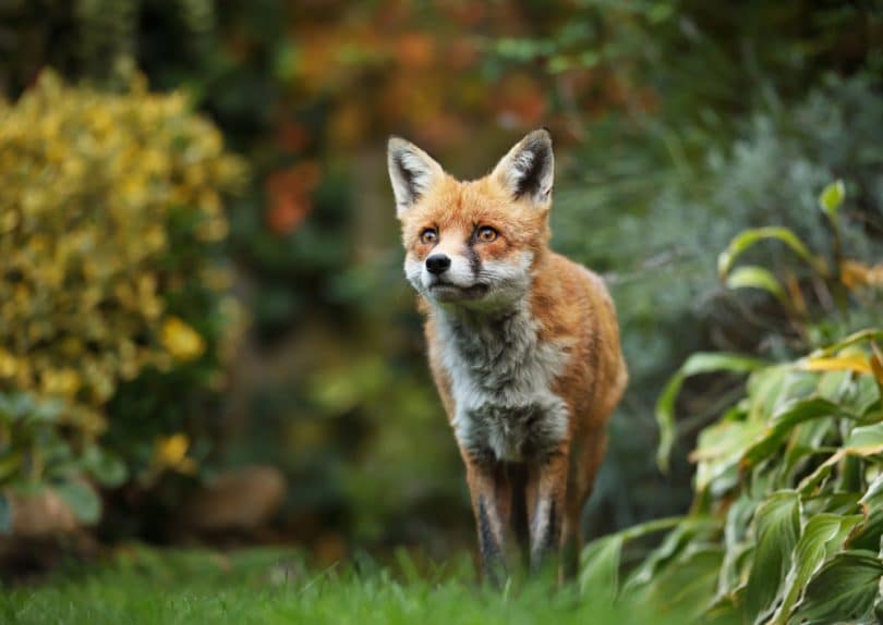 5-best-uk-fox-deterrents-that-actually-work-upgardener