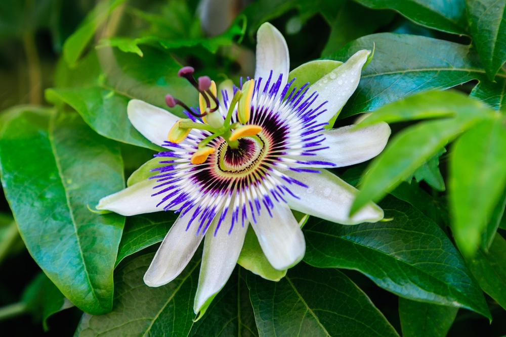 Passion Flower Care Uk Growing Tips Upgardener,Mexican Sauces For Fruit