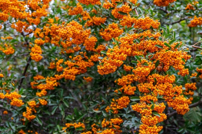 pyracantha berries poisonous to dogs
