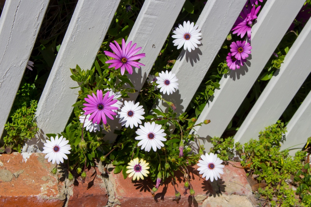 Osteospermum 'African Daisies' Care & Growing | Horticulture