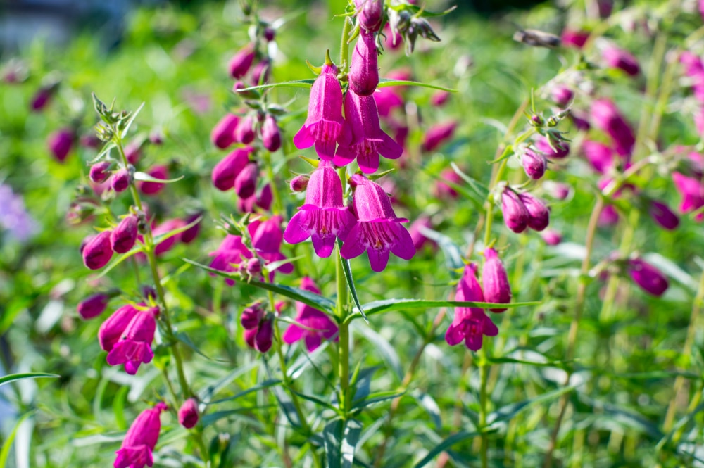 penstemon poisonous to dogs