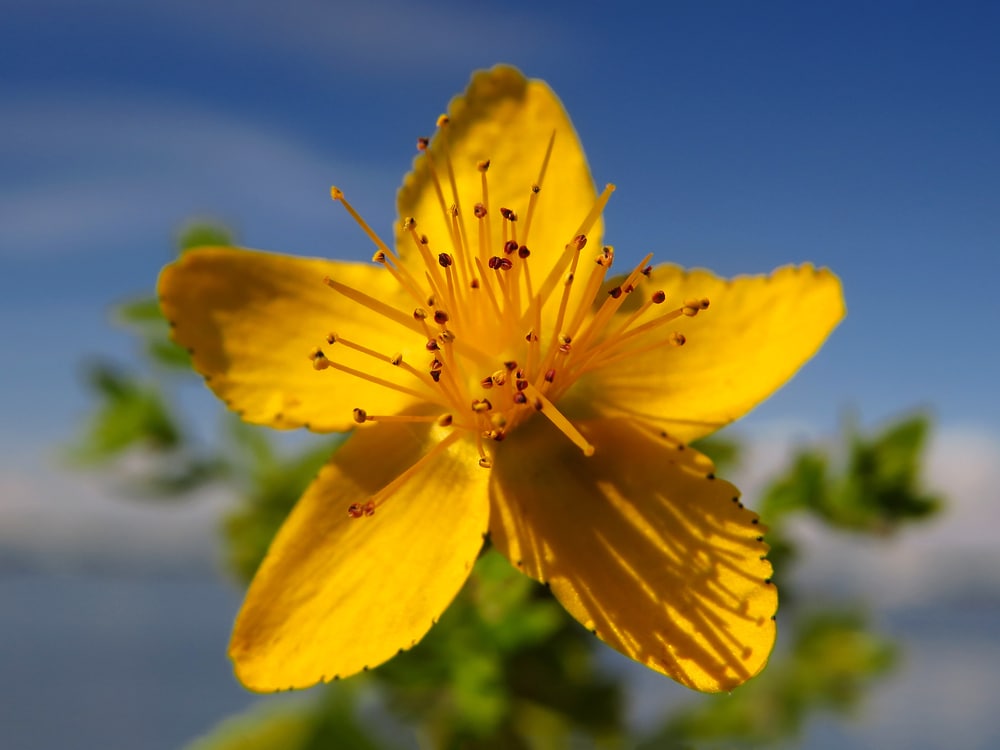 is st john's wort poisonous to dogs