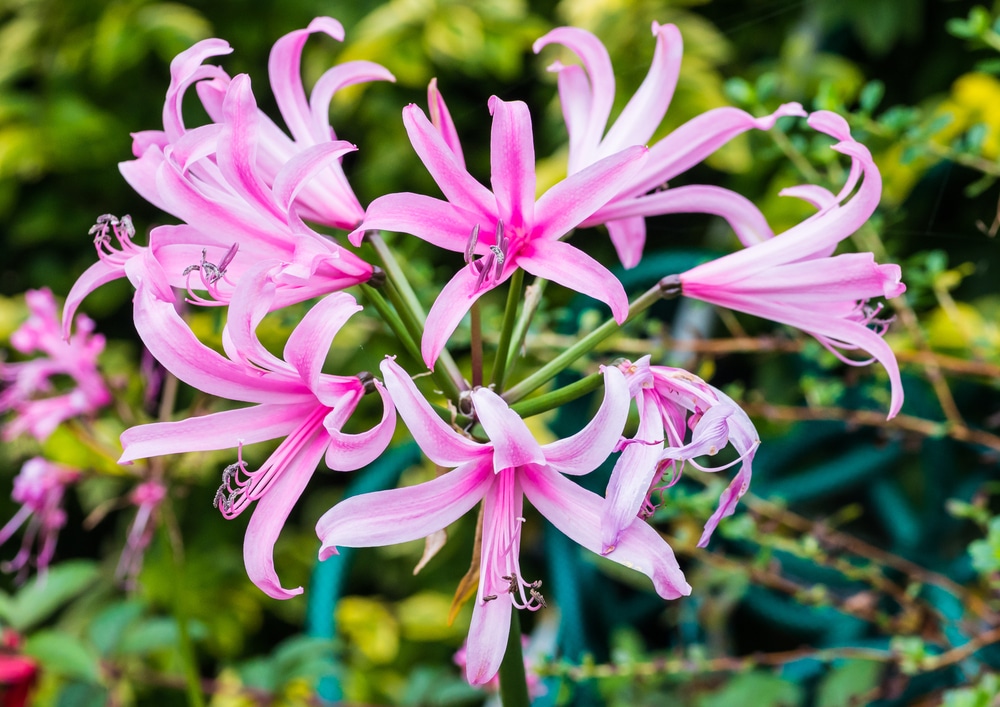 Bright pink flower of Guernsey lily
