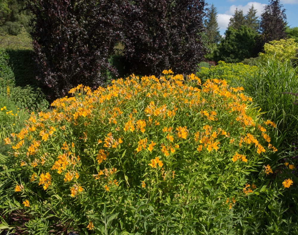 Featured image of post Easiest Way to Make Peruvian Lily Plant Care