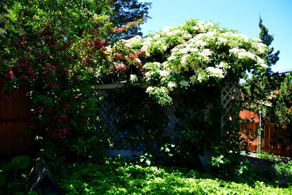 Climbing Hydrangea Care & Growing Tips | Horticulture.co.uk