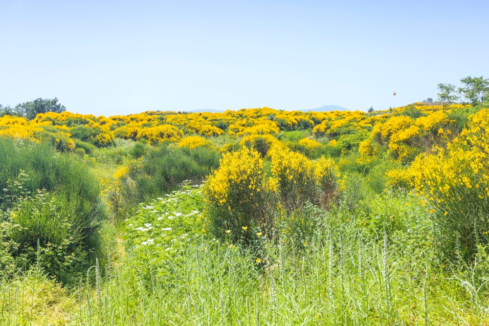 Large field covered in hypericum flowers