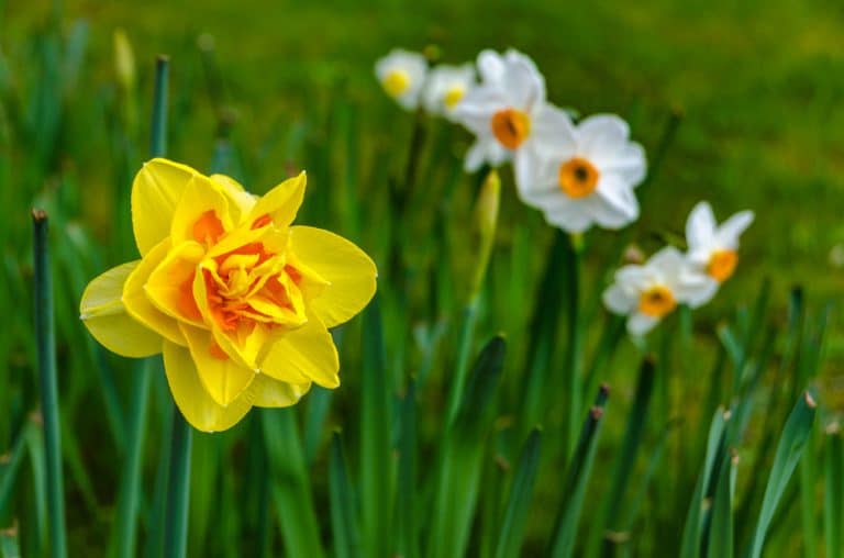 Daffodil Care & Tips On How To Grow In UK UpGardener™