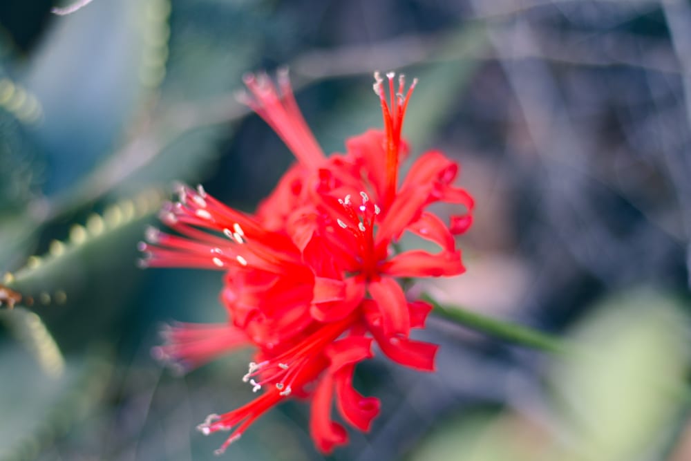 Nerine sarniensis flower