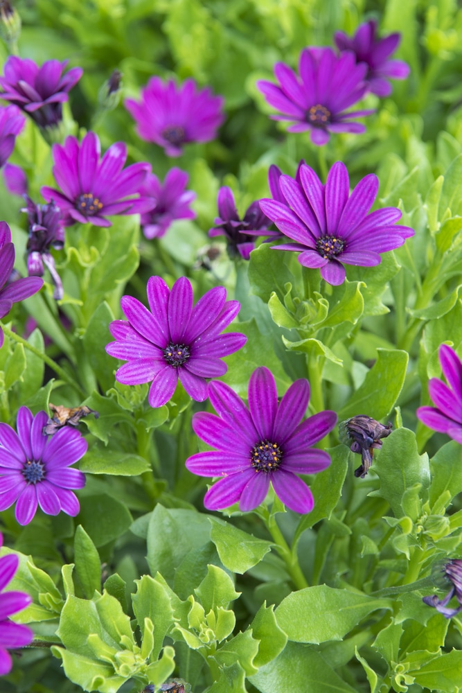 Osteospermum ‘African Daisies’ Care & Full UK Growing Guide