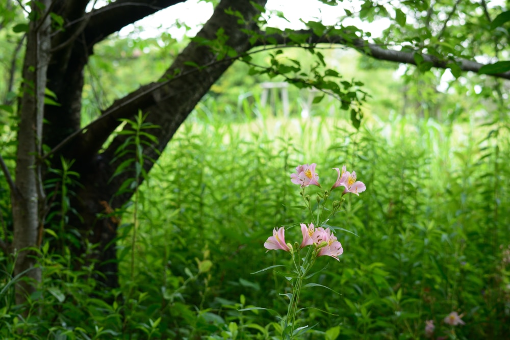 10+ Peruvian Lily Plants For Sale Uk Gif