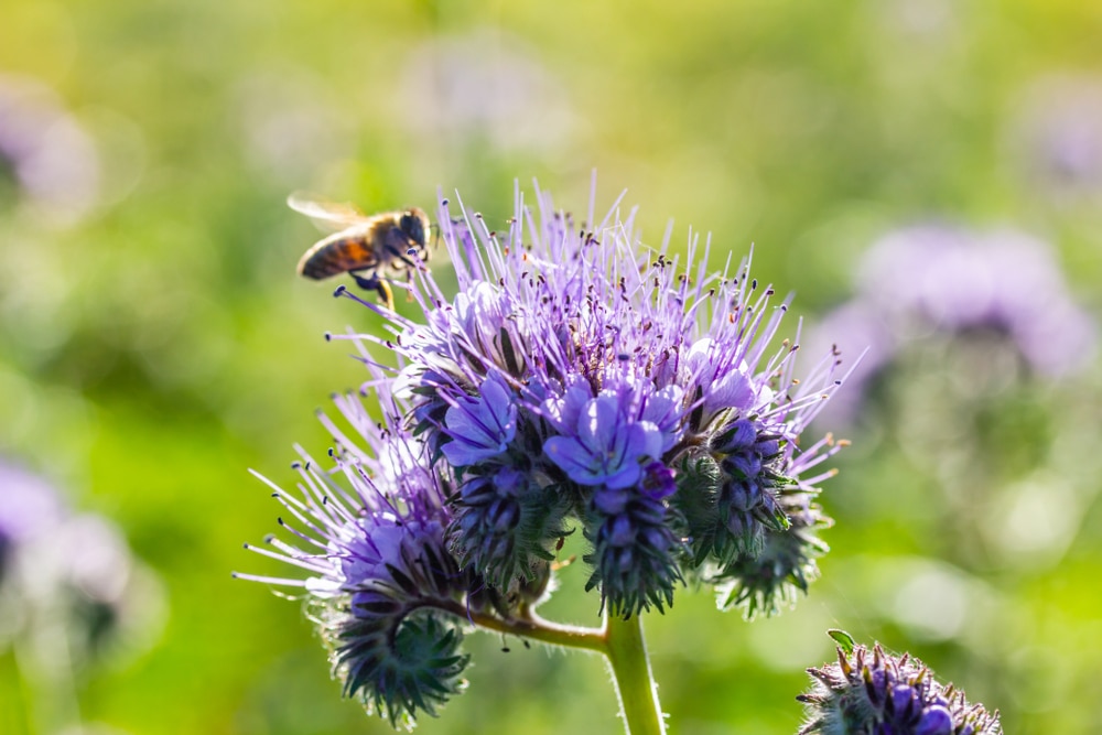 Phacelia purple flowers with a bee