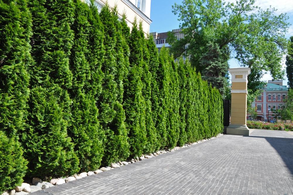 Des arbres à croissance rapide pour préserver l'intimité de votre jardin