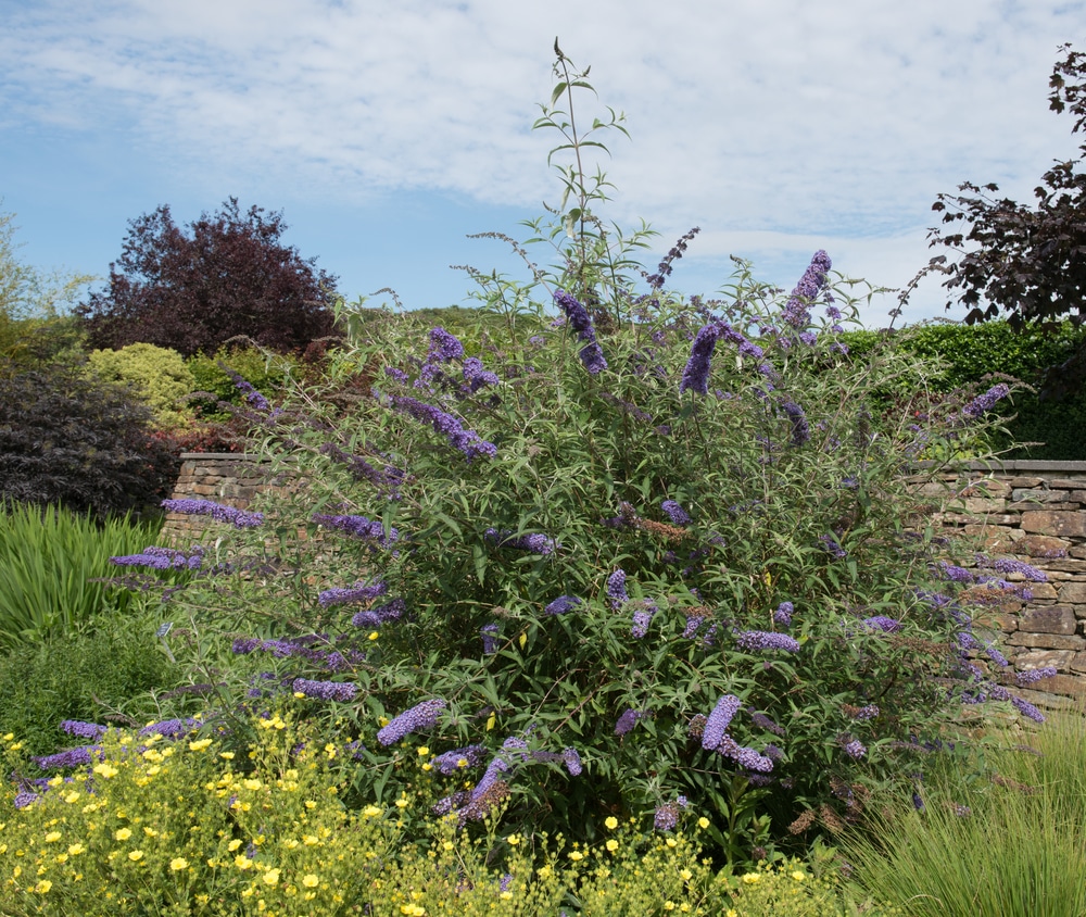 What Does Buddleia Look Like - Back Gardener