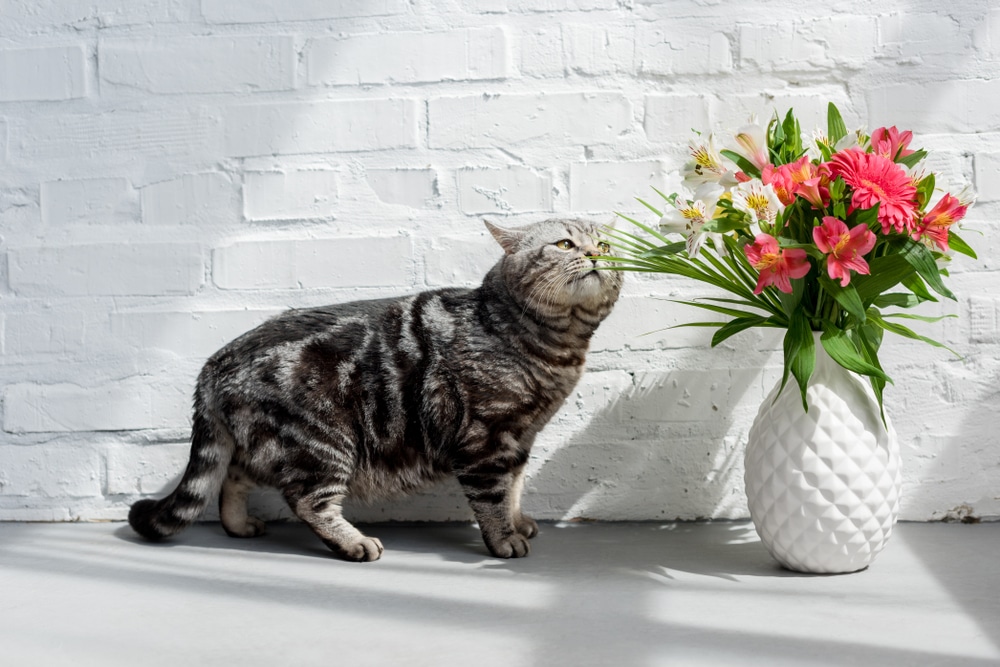 Alstroemeria 'Peruvian Lily' Care & Growing Tips | UpGardener