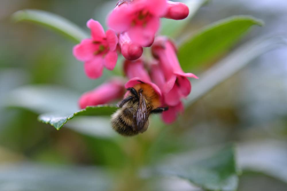 A bee drinking nectar from a penstemon plant