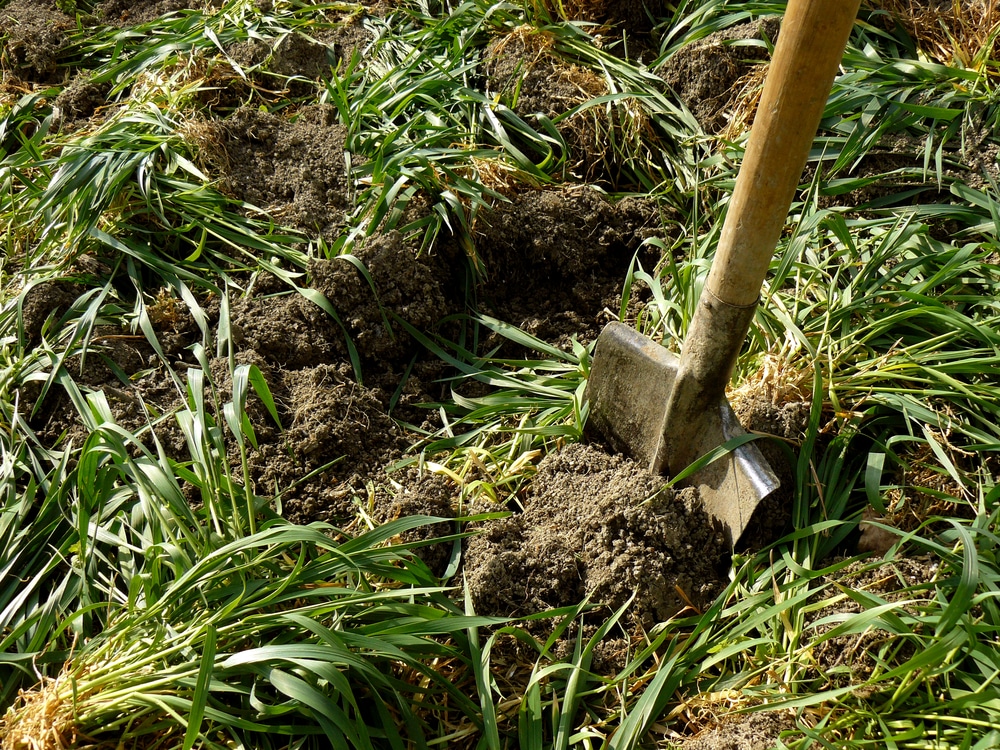 Green manure crops being dug in using a sharp spade