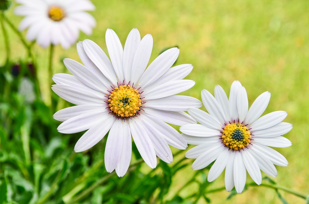 Osteospermum African Daisies Care Growing Horticulture