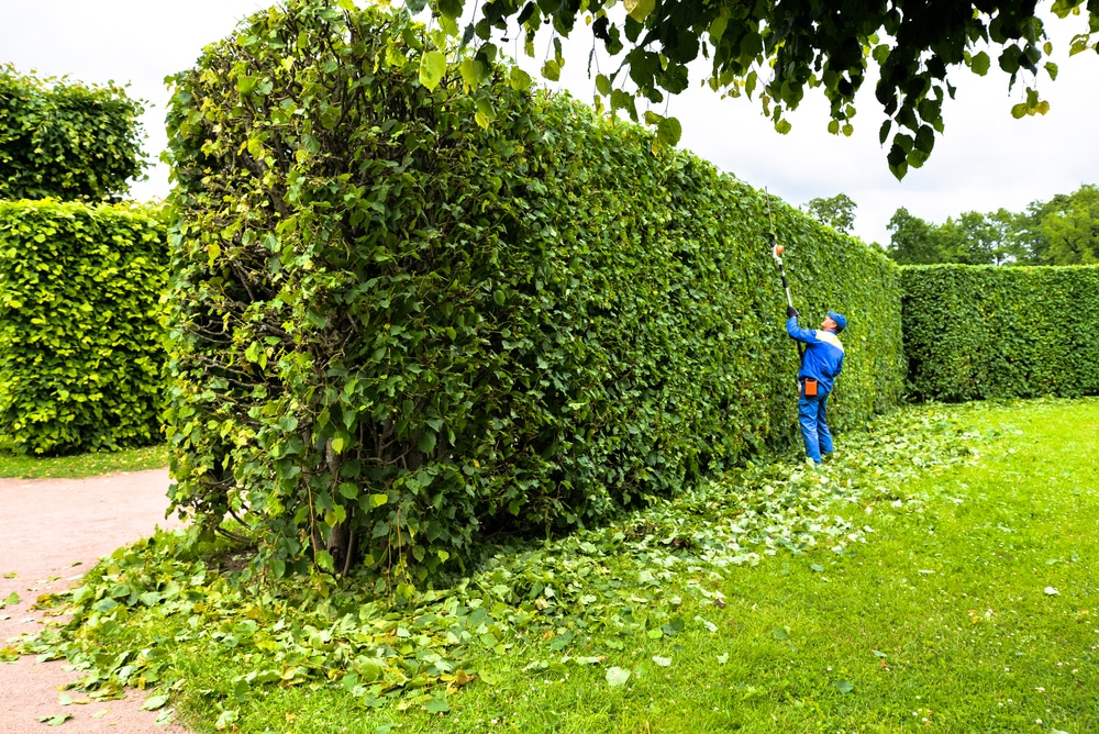 6 Fastest Growing Hedges For The Garden Uk