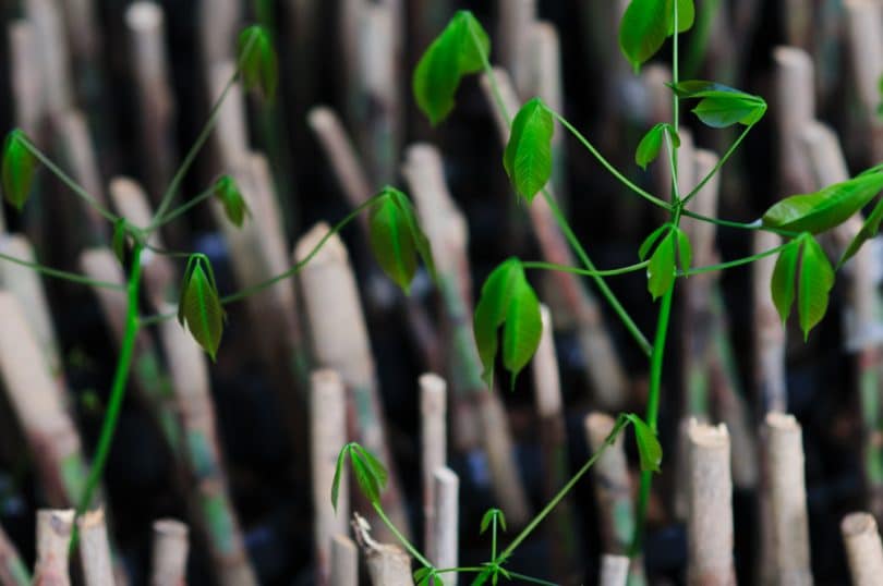 Chip Budding How To Propagate New Trees, Plants & Roses