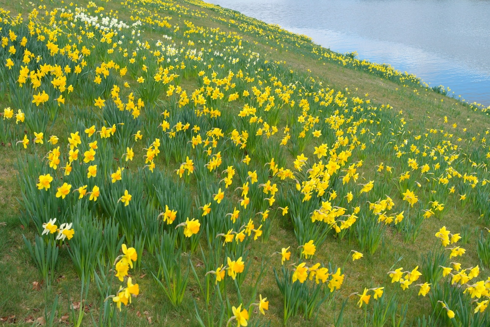 Daffodil Care & Tips On How To Grow In UK UpGardener™