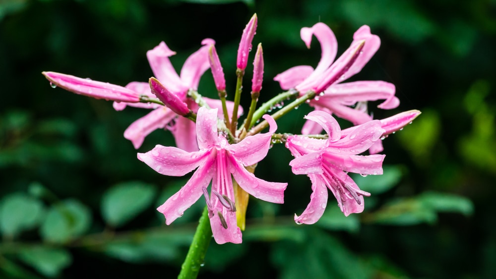 Guernsey Lily Care & UK Growing Tips  UpGardener™