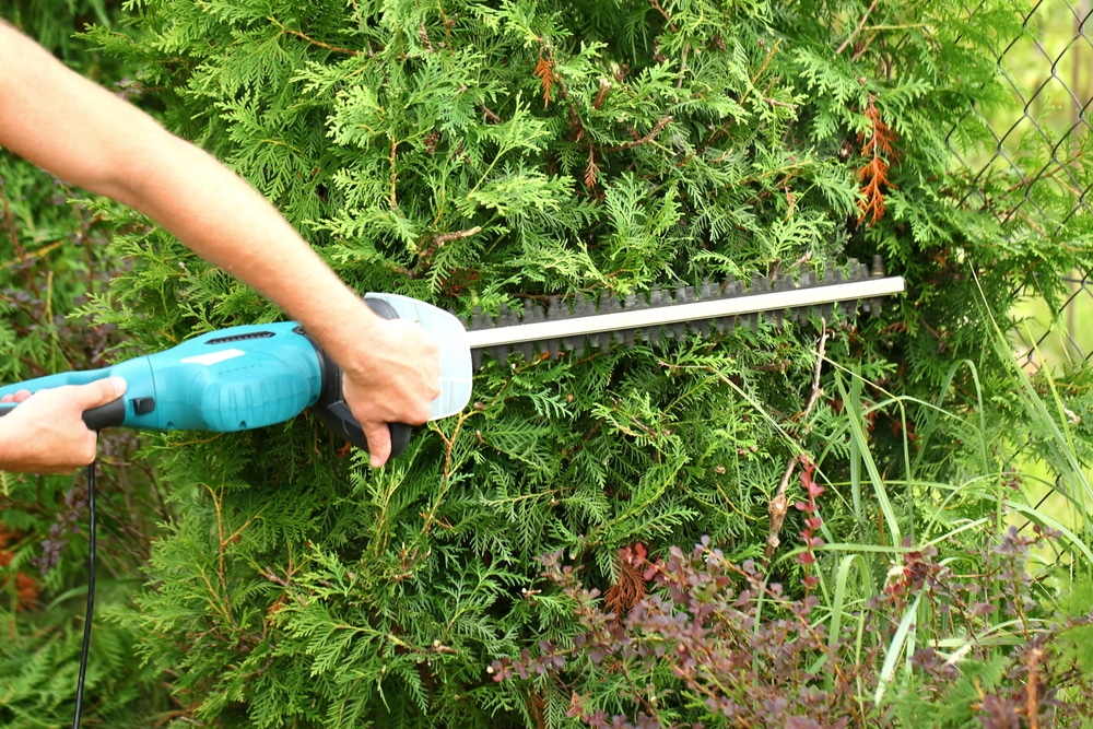 7 Best UK Hedge Trimmers Reviewed (Jan 2020) UpGardener