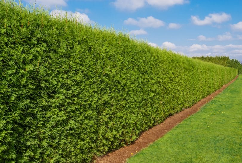 Tall Hedge : Passage In Dense Tall Hedge Made Of Cypress Or Cupressus Evergreen Trees With Light Green Scale Like Leaves Closed With Wire Fence Stock Photo Image Of Cypress Summer 161852806 / It requires 80 construction to build and when built, it gives 316 construction and farming experience.