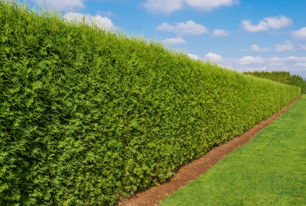 the-fastest-growing-uk-hedges-for-the-garden-upgardener