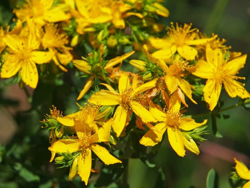 Hypericum 'St. John’s Wort' Care & Growing Tips | UpGardener