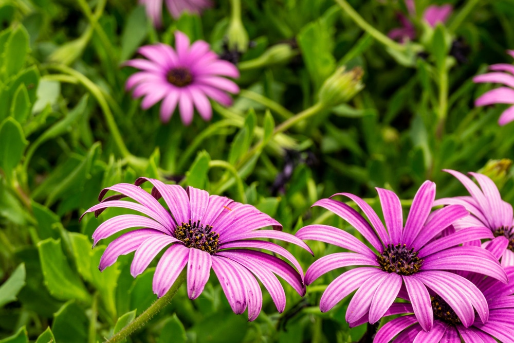 Osteospermum ‘African Daisies’ Care & Full UK Growing Guide