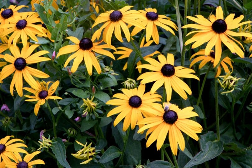 Rudbeckia Black Eyed Susan Care & Growing Tips UpGardener