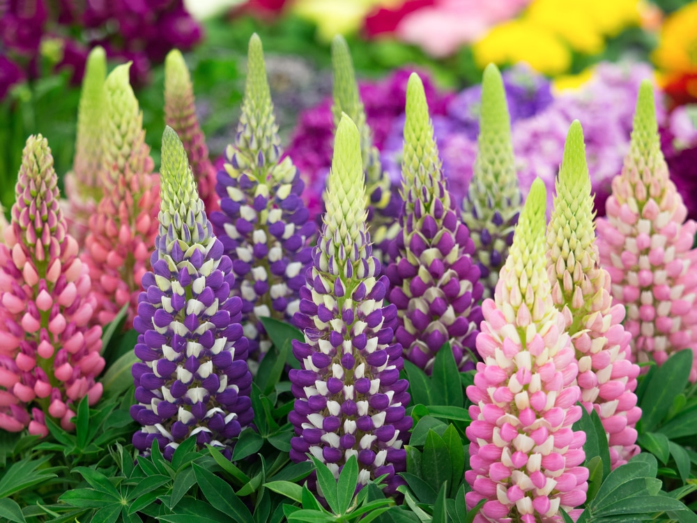 Lupin plants in vivid pink and purple